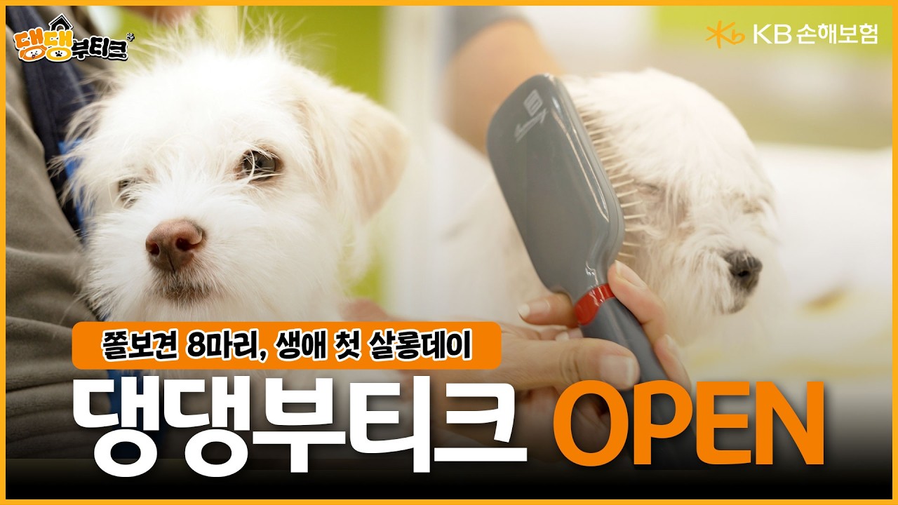 애니멀호더 구출견 8마리의 생애 첫 미용  [댕댕부티크 1화]