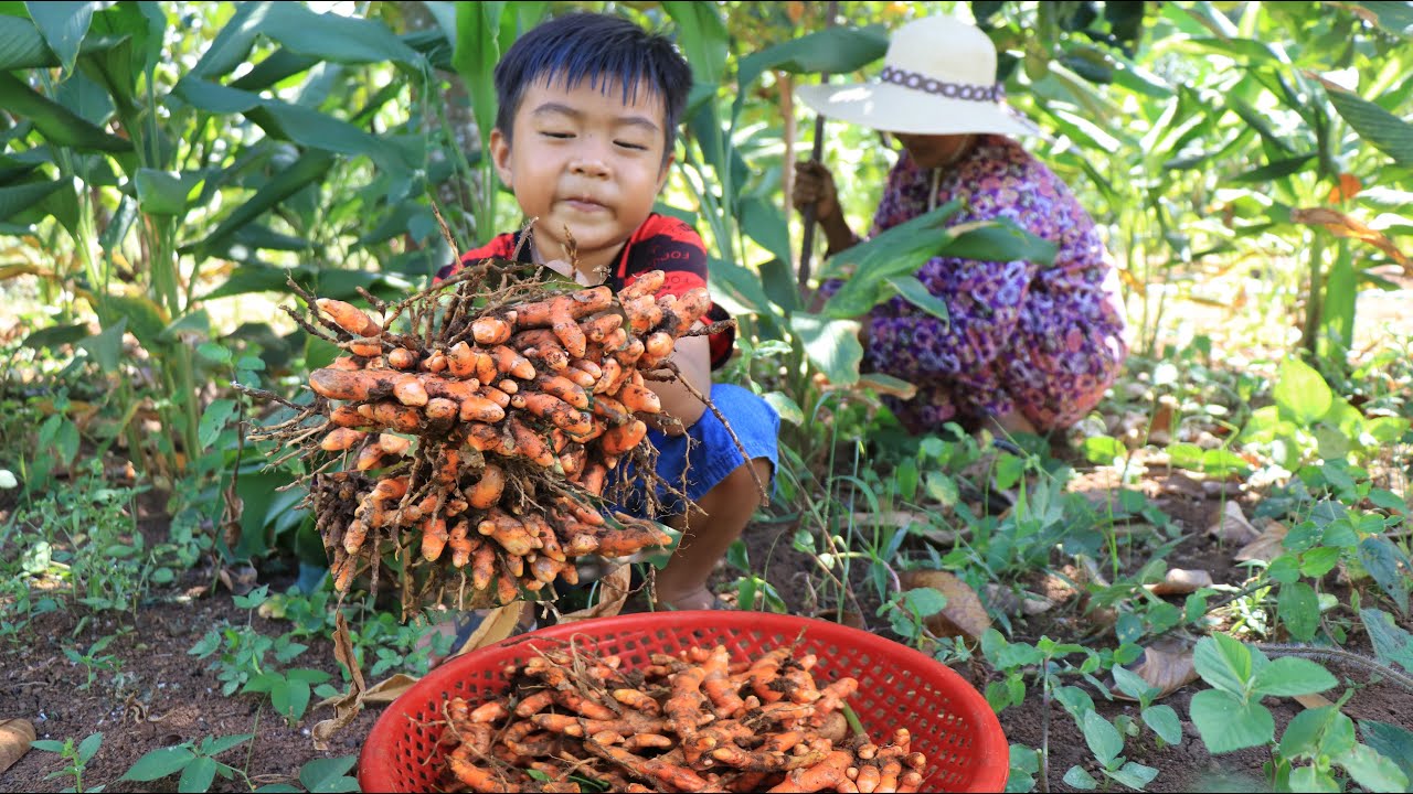 Seyhak Dig Turmeric For Cooking / Cooking Food For Family / Sreypov Life Show