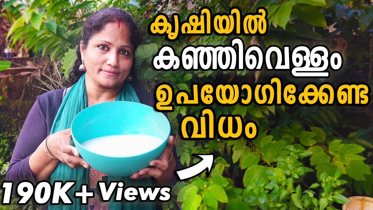 കഞ്ഞിവെള്ളം ഉപയോഗിച്ച് വളവും  കീടനാശിനിയും തയ്യാറാക്കാം | Rice water fertilizer for plants