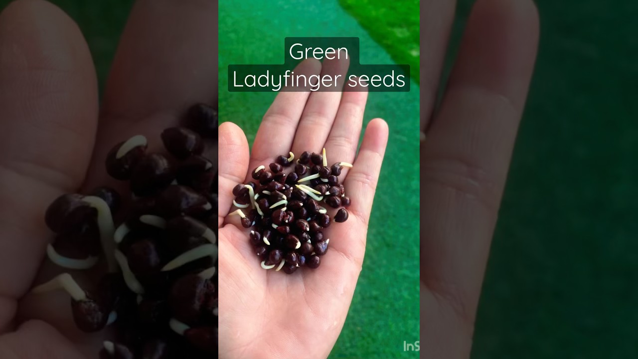 Grow भिण्डी in hot summers #youtube #viral #shorts #homegrown #organicfarming #vegan #healthy #diy