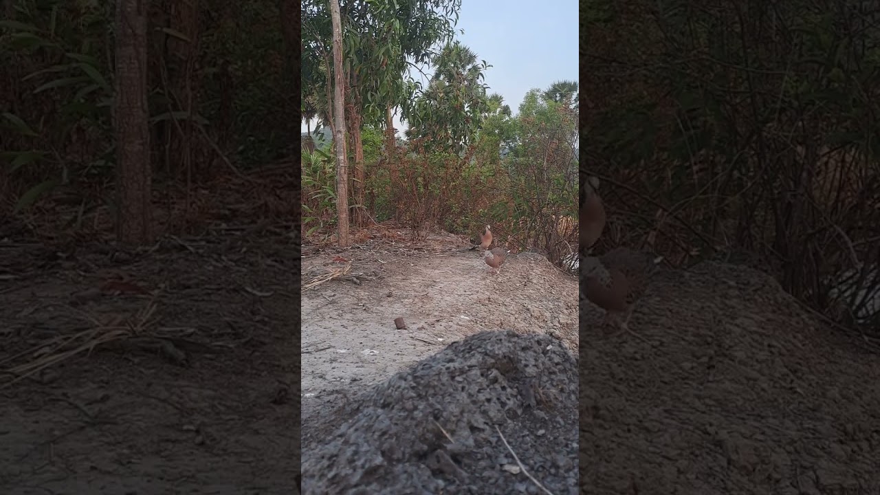 mồi ỉa lông bỏ bổi