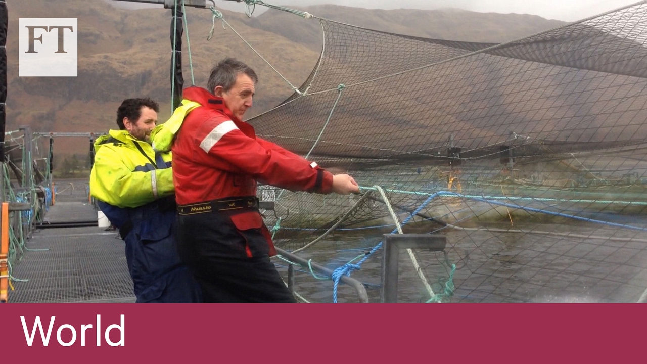 Scottish fish farms fight sea lice | World
