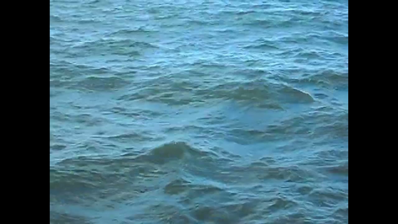 Seashells