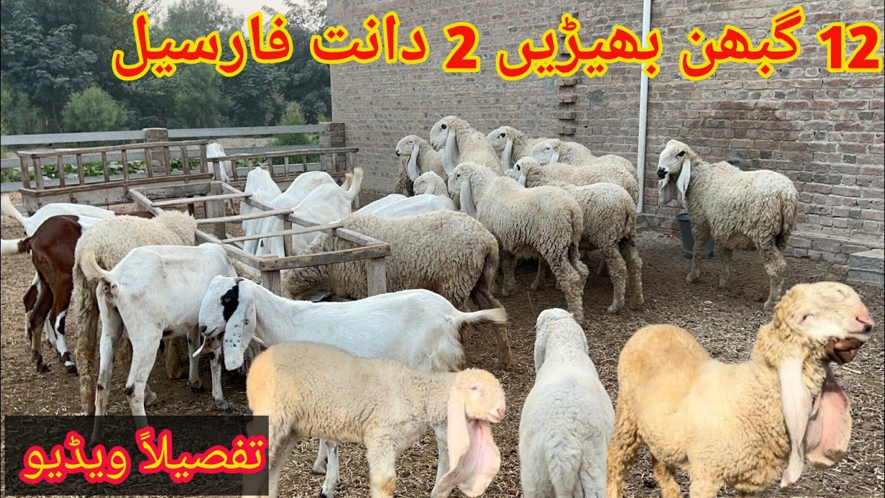 12 pregnant Sheeps for sale in Bhakkar 