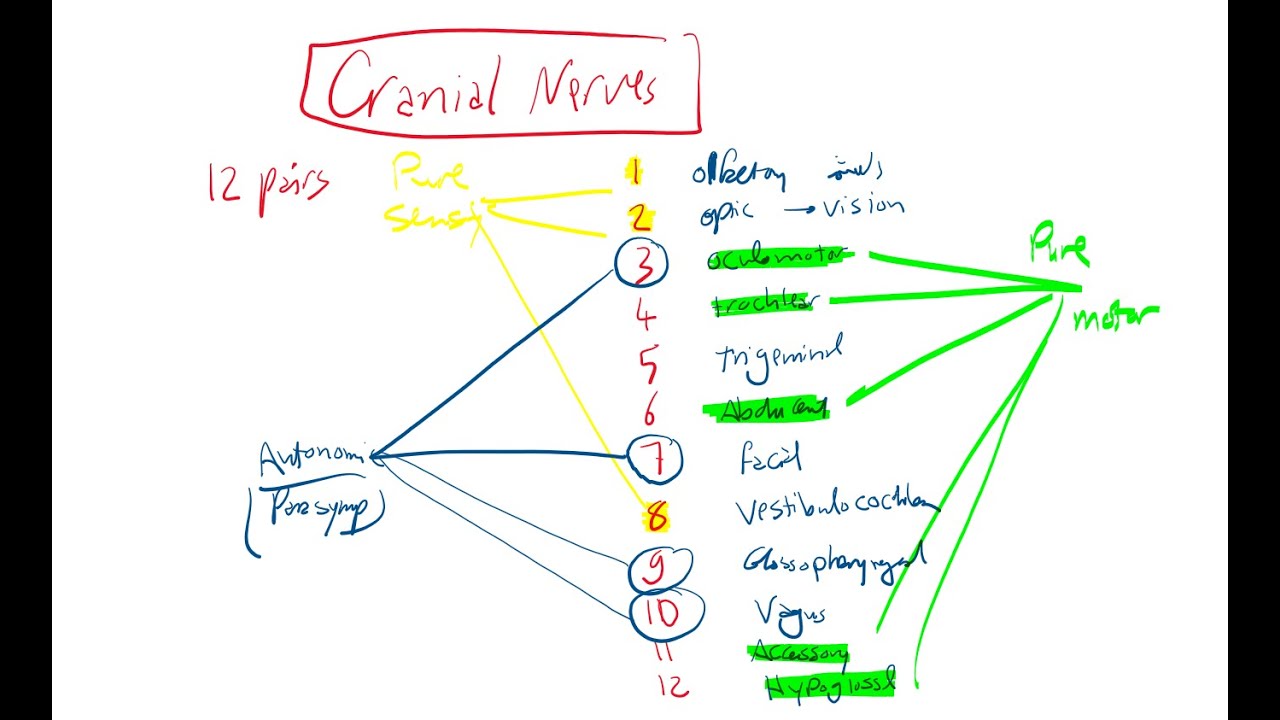 Cranial Nerves 7, 9 and 10