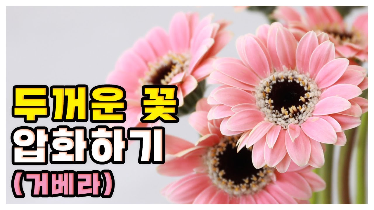 (ENG sub) 두꺼운 꽃 압화는 이렇게!  dry a little thick flower , pressedflowers