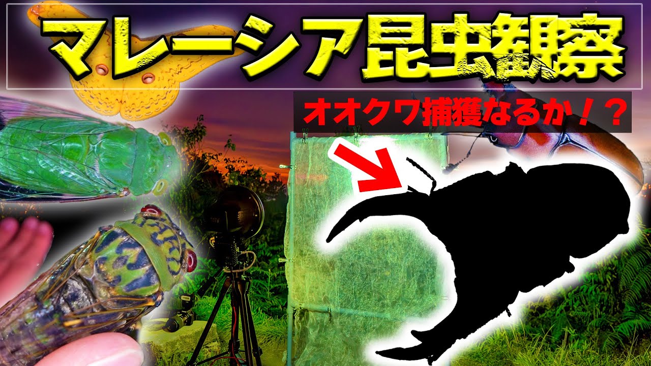 マレーシアのオオクワガタが山頂のライトトラップで！？