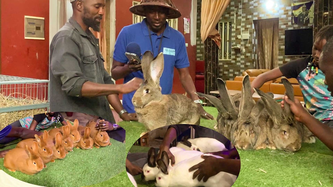 NOUVEL ARRIVAGE LAPINS A GAYE FAMILY