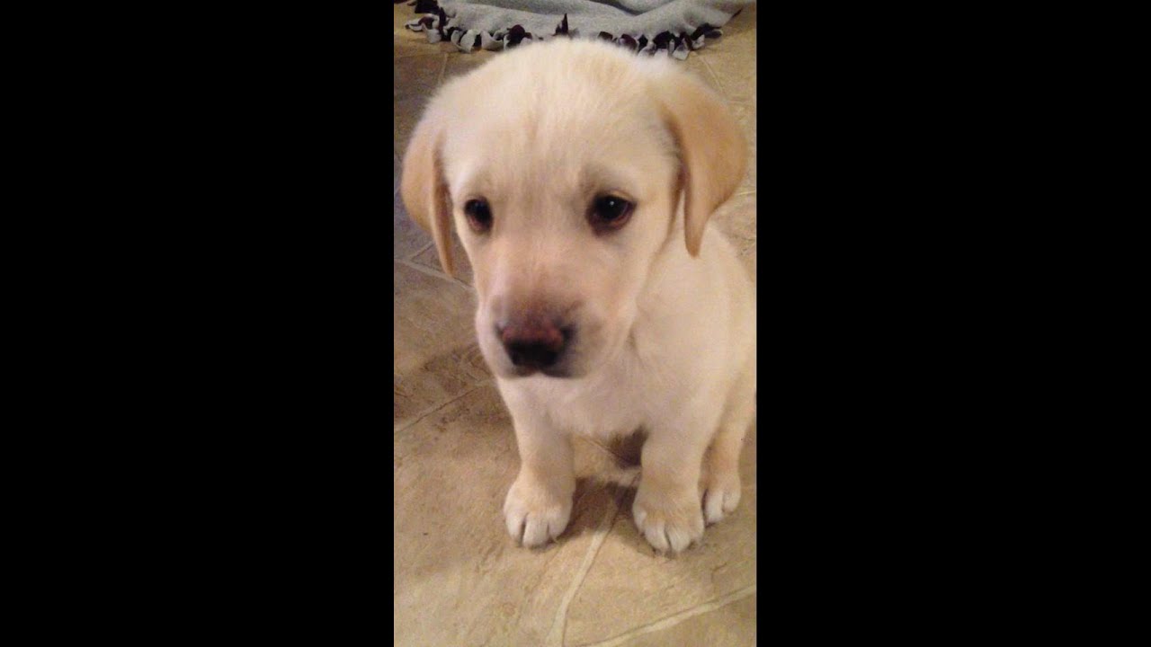 Yellow Lab Puppy from 8 weeks to 1 year