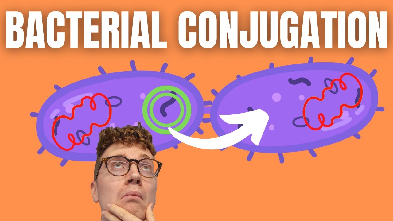Bacterial Conjugation Explained