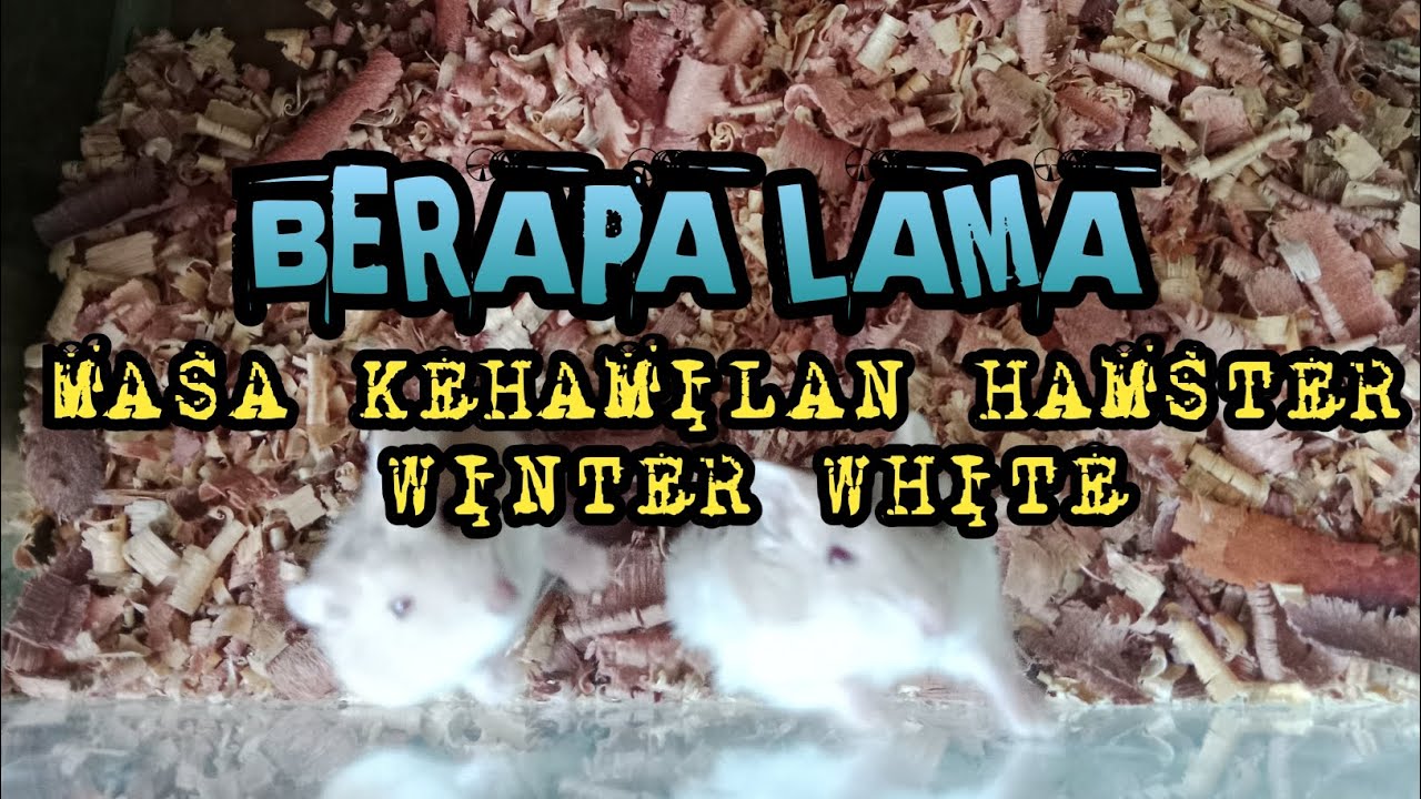 BERAPA LAMA HAMSTER WINTER WHITE HAMIL?? @hamsterfarmdumai #animals #pets #hamsters