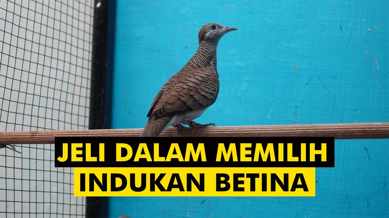PENTINGNYA BETINA DALAM PENINGKATAN KUALITAS TERNAK PERKUTUT.