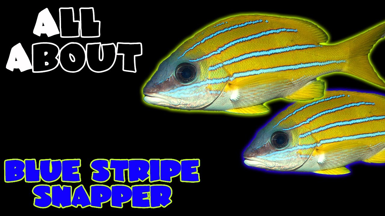 All About The Blue Stripe Snapper or Blue Line Sea Perch