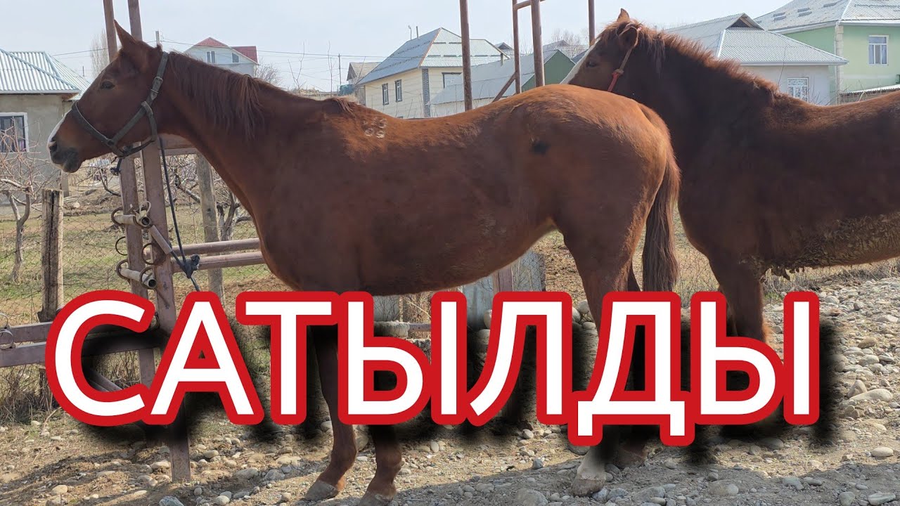 ЧОҢ БЭЭЛЕР ЧЫКТЫ 