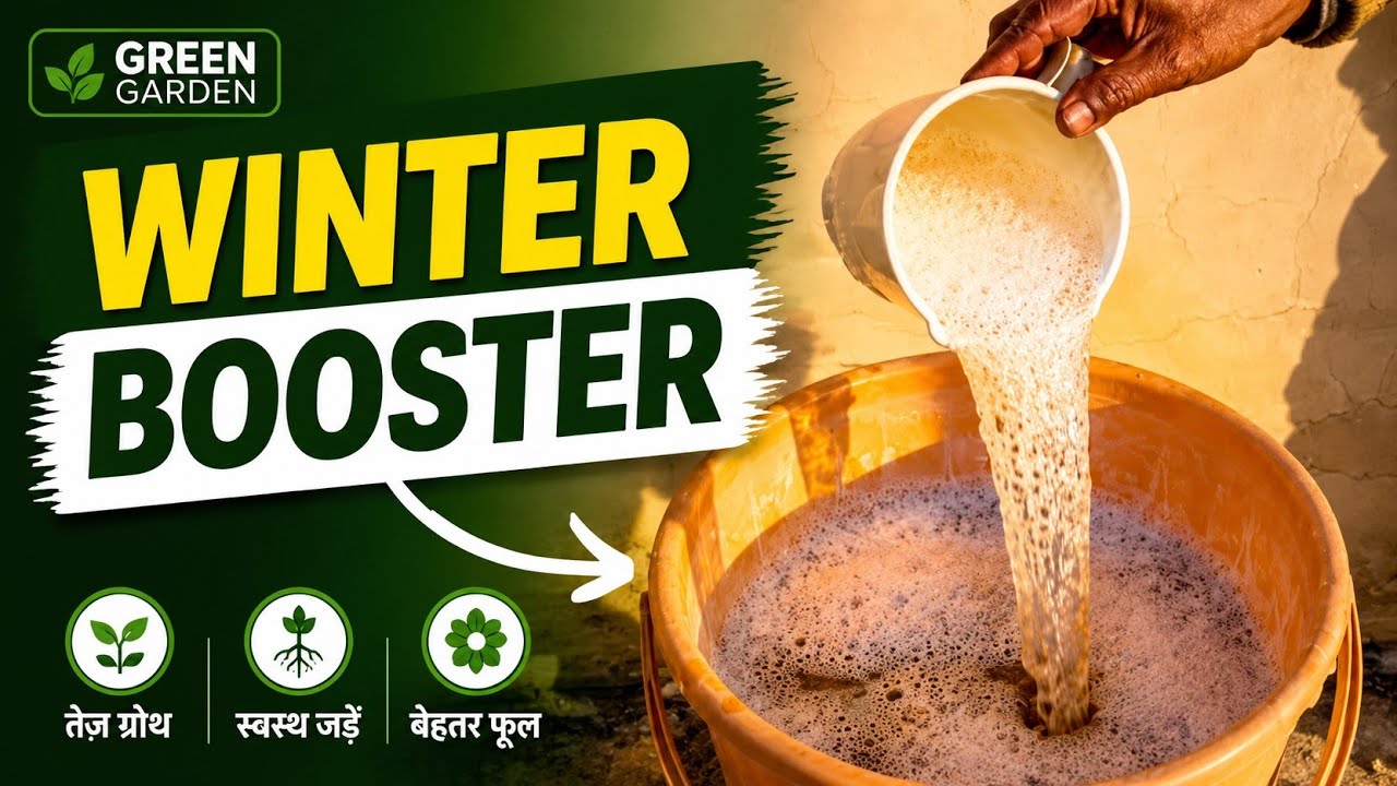 MUSTARD CAKE LIQUID FERTILIZER FOR WINTER FLOWER PLANT