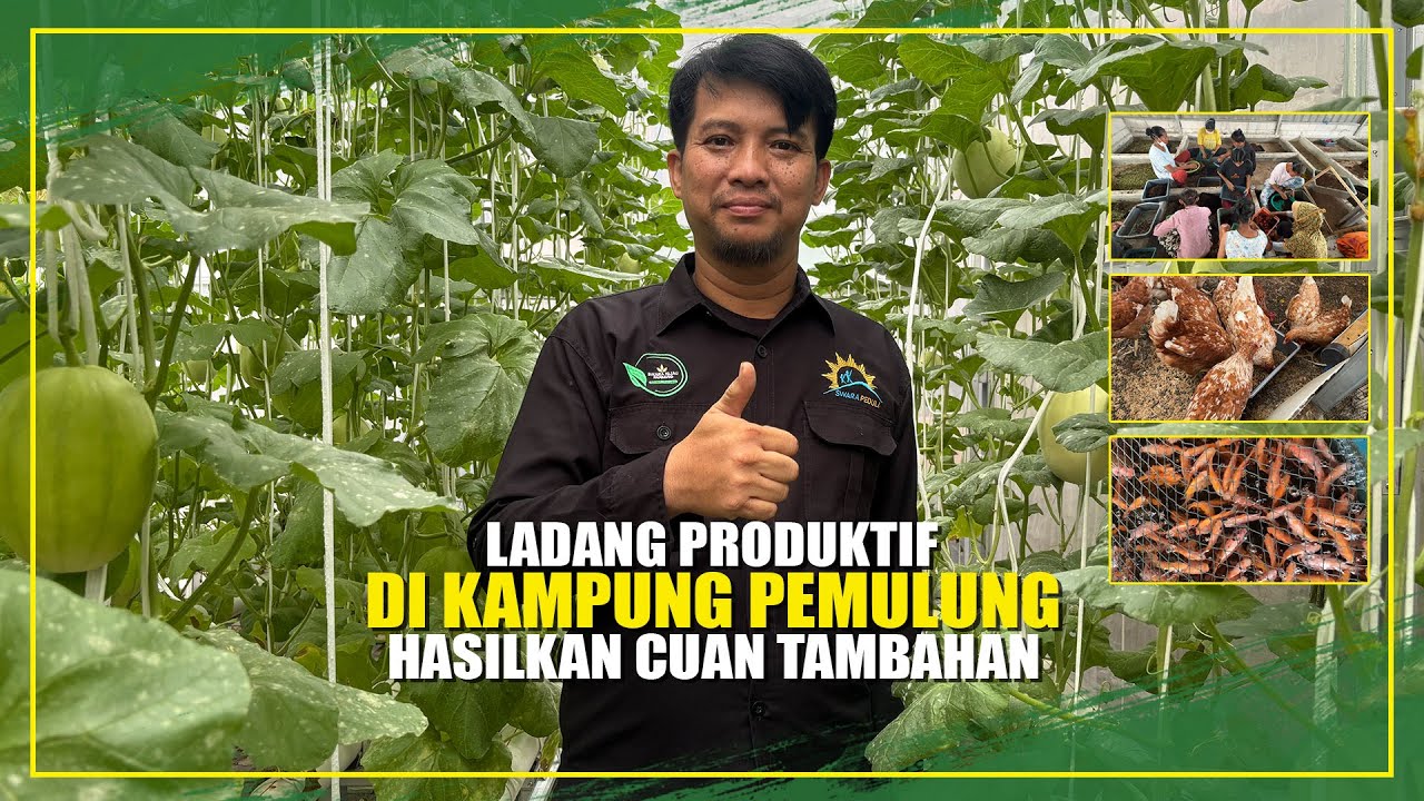 BERDAYAKAN WARGA KAMPUNG PEMULUNG, SWARA HIJAU FARM BANGUN EKONOMI DENGAN BERTANI DAN BERTERNAK