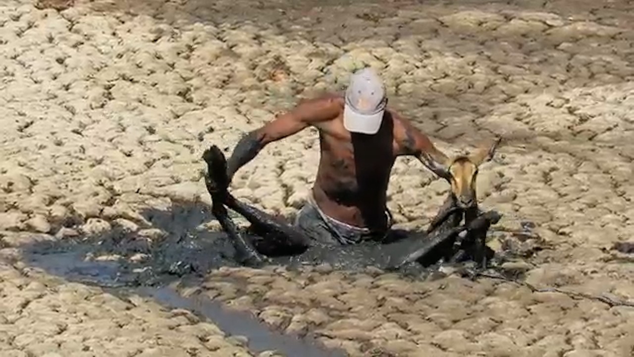 Incredible Animal Rescue Moments | Best Animal Rescue Videos