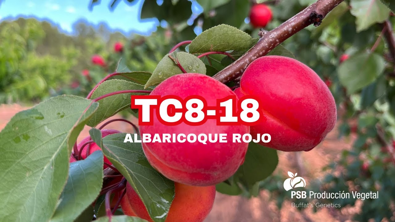 TC8-18, Murcia - Mayo 2025 🇪🇸