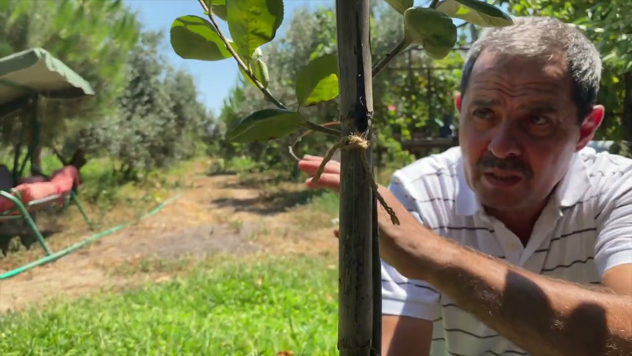 Aronia Hakkında Bilmedikleriniz? Yetiştiriciliği ve Daha Fazlası