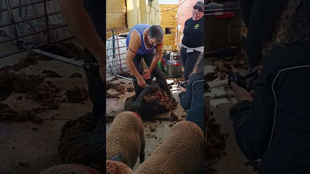 Esquileol de Merina Negra en la finca El Baldío
