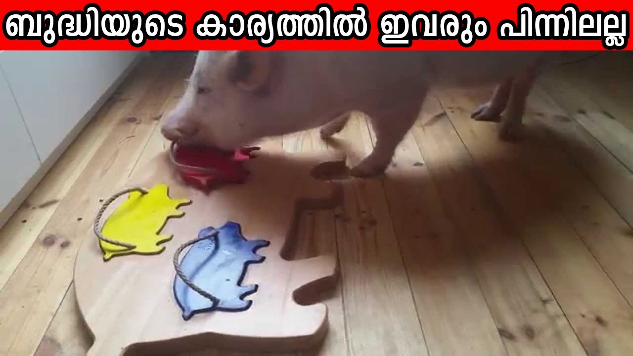 മൃഗങ്ങൾക്ക് ഇത്രയും ബുദ്ധി ഉണ്ടായിരുന്നോ...? നിങ്ങൾ ഒരിക്കലും വിശ്വസിക്കില്ല...!!