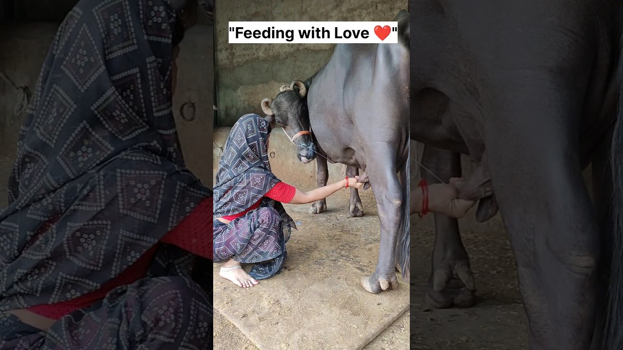 Village Woman Feeding Buffalo Calf Naturally 🐃 | Real Indian Rural Life #buffalocalf #villagelife