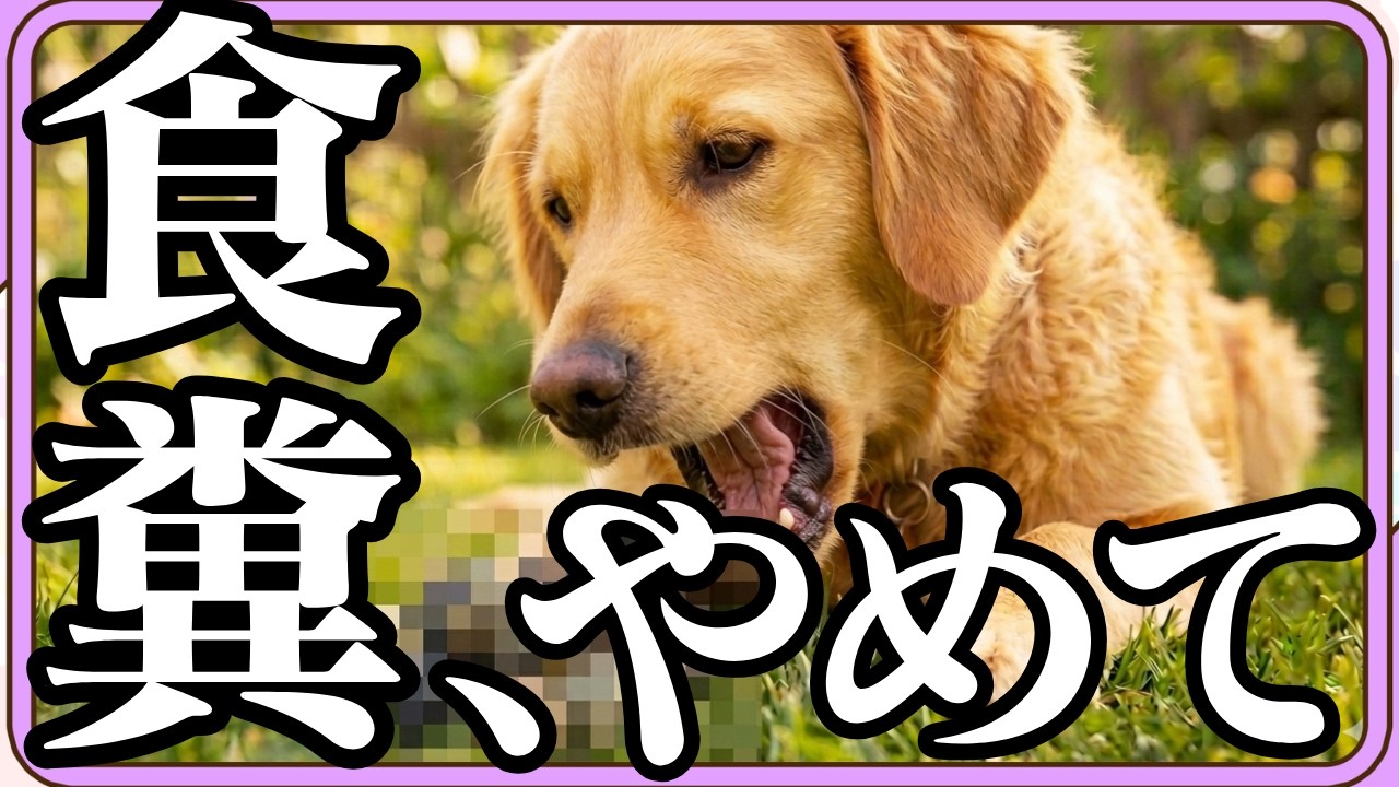 【犬の食糞】なぜ食糞するのか？その理由と対策について解説します！