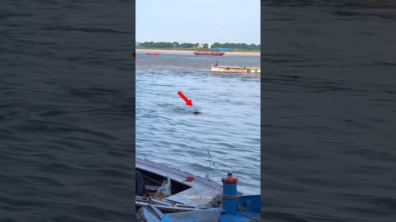 Crocodile 🐊 in Ganga Ghat #varanasighats #flood #viralvideo