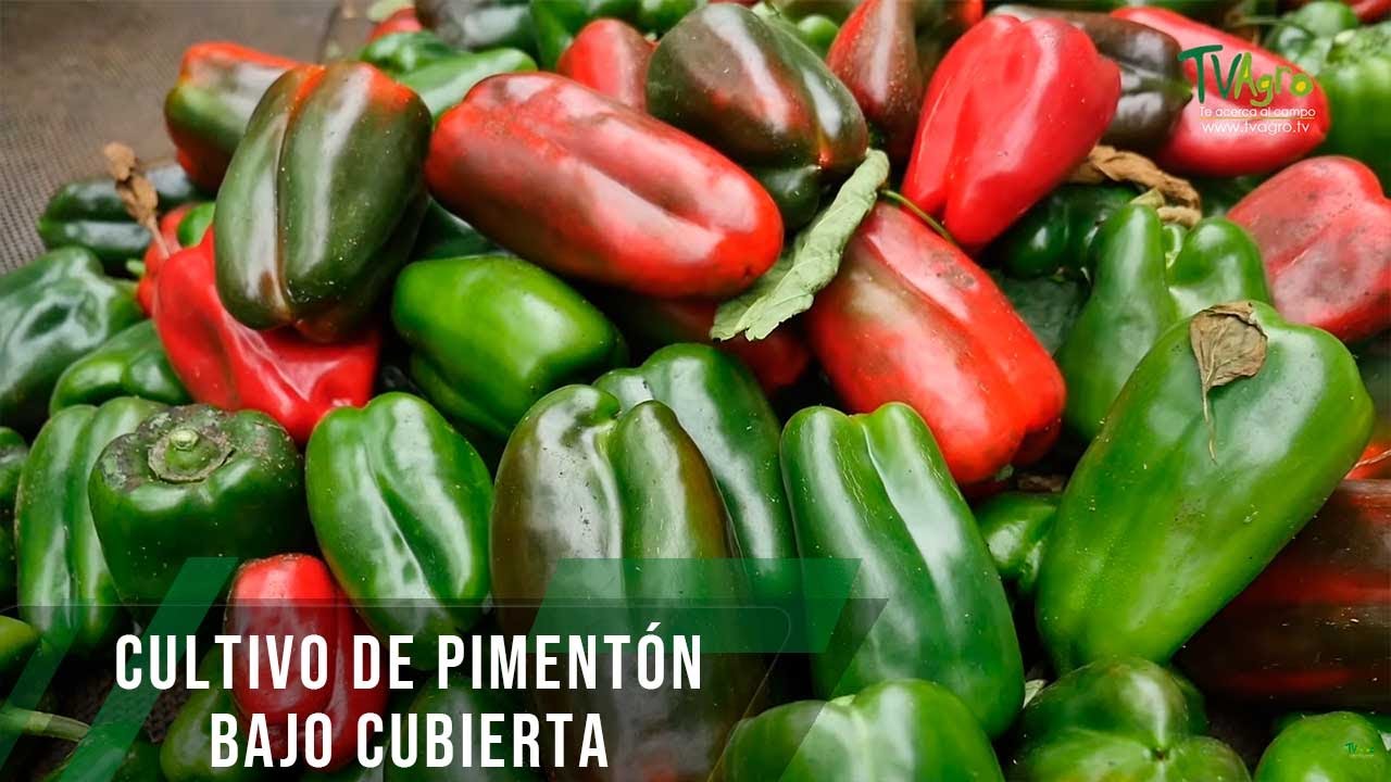 Cultivo de pimentón bajo cubierta - TvAgro por Juan Gonzalo Angel Restrepo