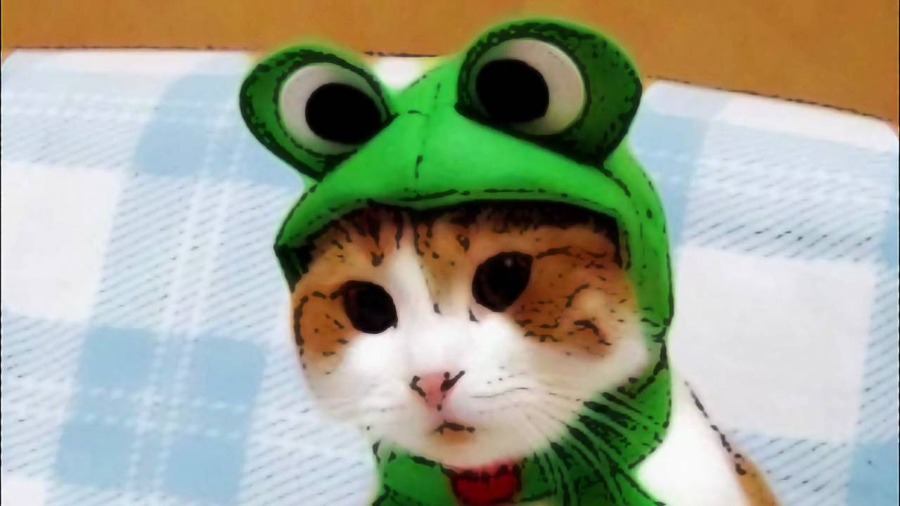 Cats in Funny Hats!