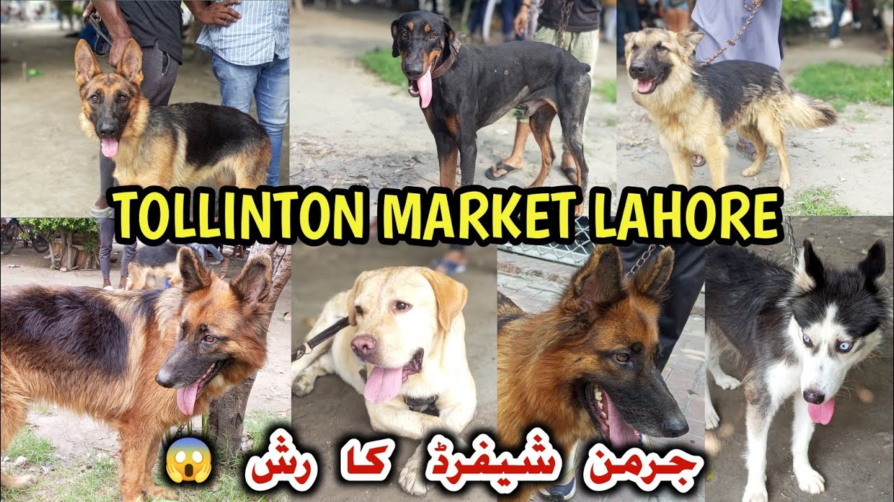  German Shepherd ki prize down...Tollinton market Sunday update..August 10, 2025