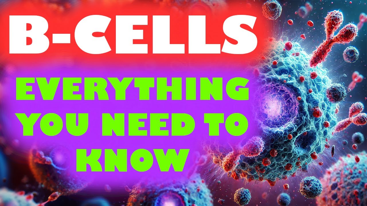 🧫 What are B Cells? How Do B Cells Fight Infections? 🛡️What is the Immune System? Pathology, USMLE