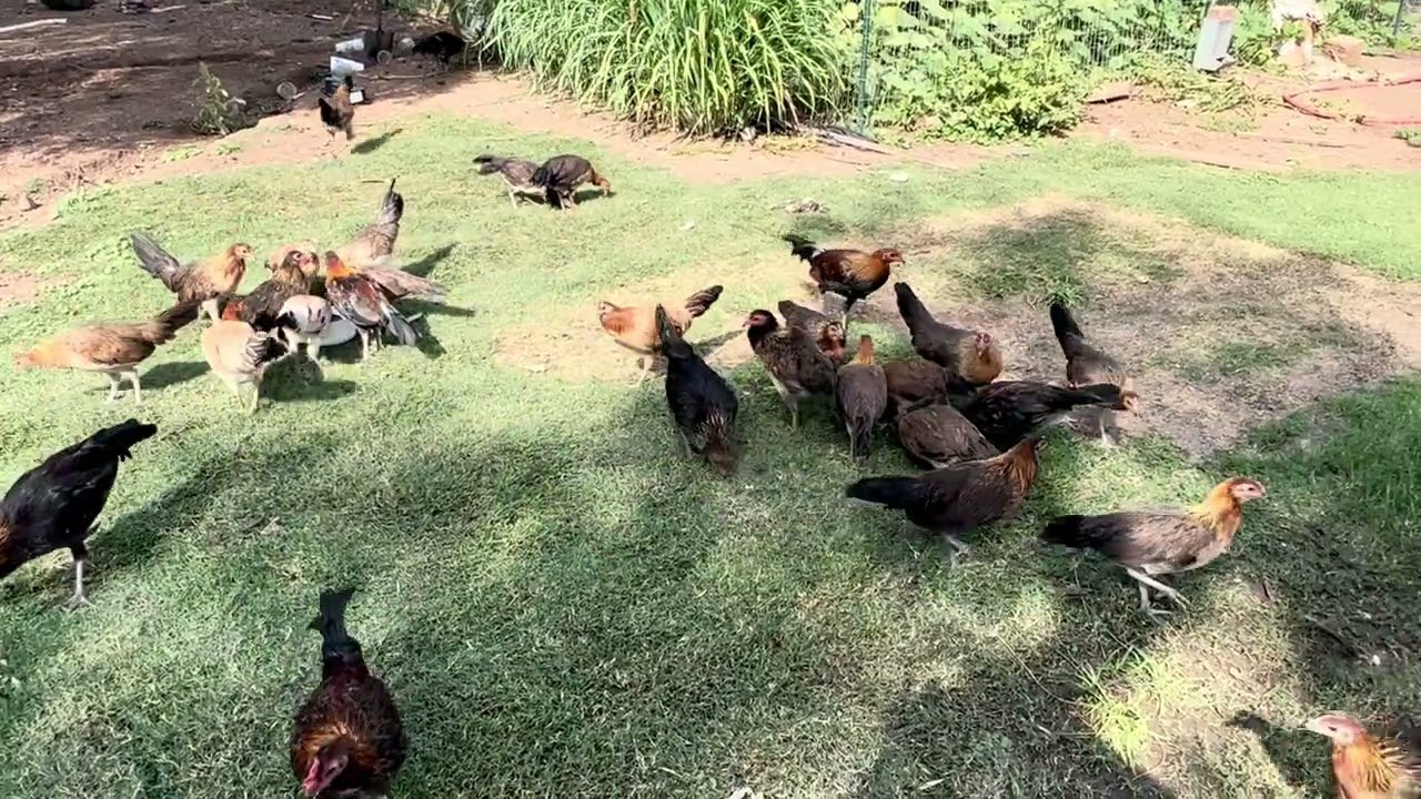 Backyard Chickens