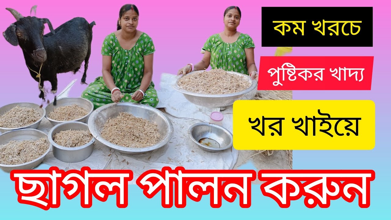 খড় খাইয়ে ছাগল পালন করুন খুব সহজে কম খরচে খড় খাইয়ে ছাগল পালন