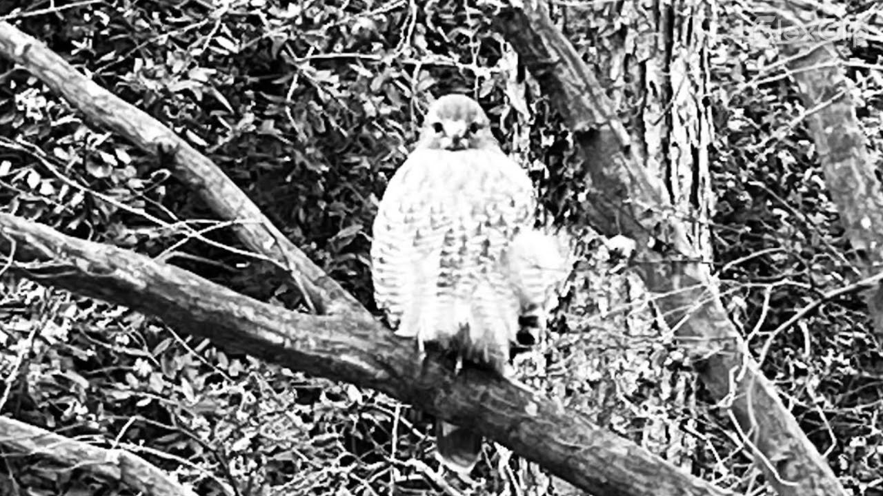 bird watcher