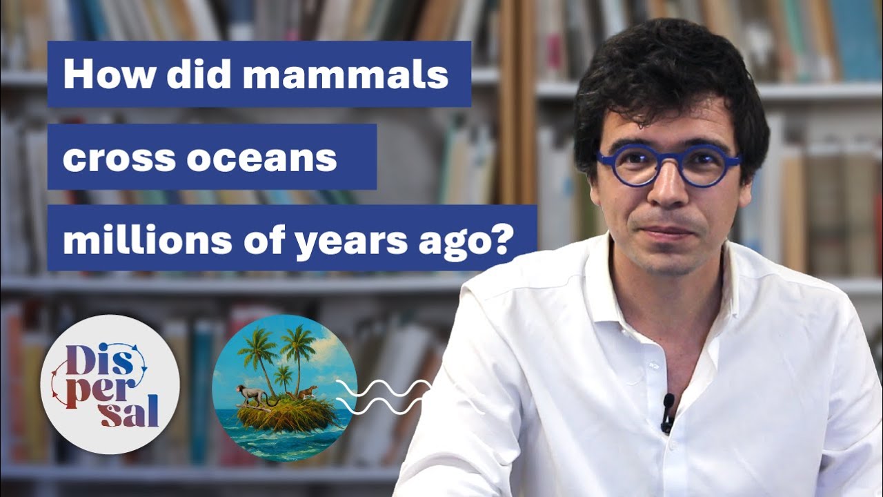 🐒🌊 Crossing oceans without boats: the mysterious overwater dispersals of ancient mammals