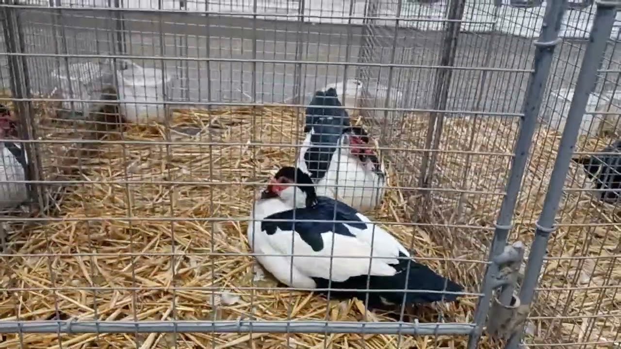 Les canards de Barbarie à l'exposition de Limoges 2024!!