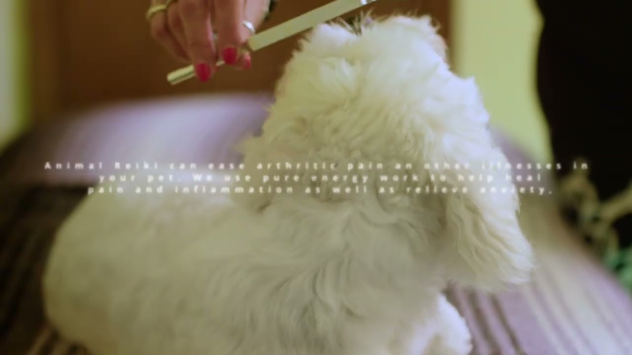 Animal Communication & Reiki