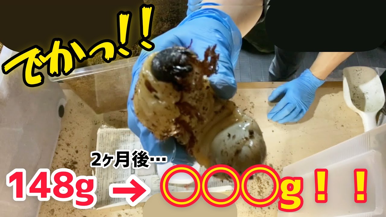 これから永遠に続いていくヘラクレスのマット交換…でもやっぱりこんな幼虫見たらやめれない説。