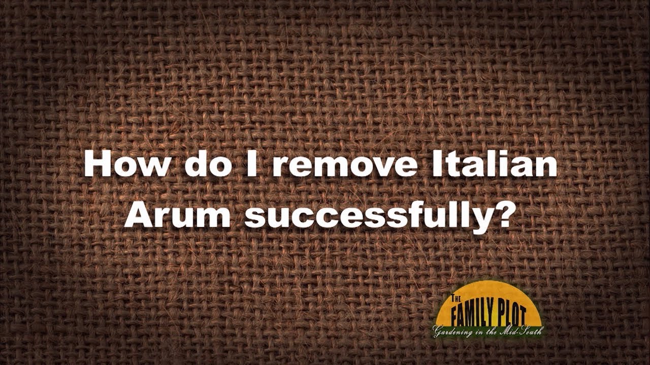 Q&A – How do I remove Italian Arum successfully?