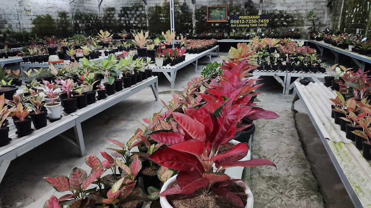 Tanaman Hias aglonema