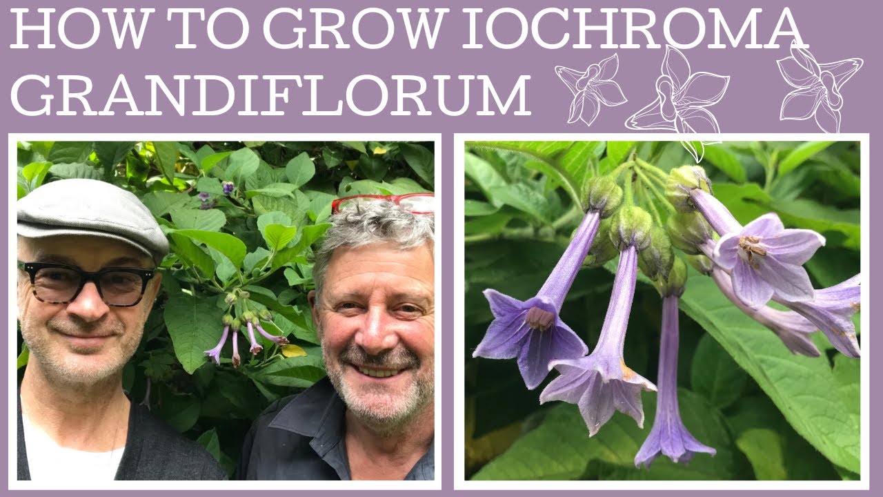 How to grow Iochroma grandiflorum. A fabulous rare South American shrub that's very tough!