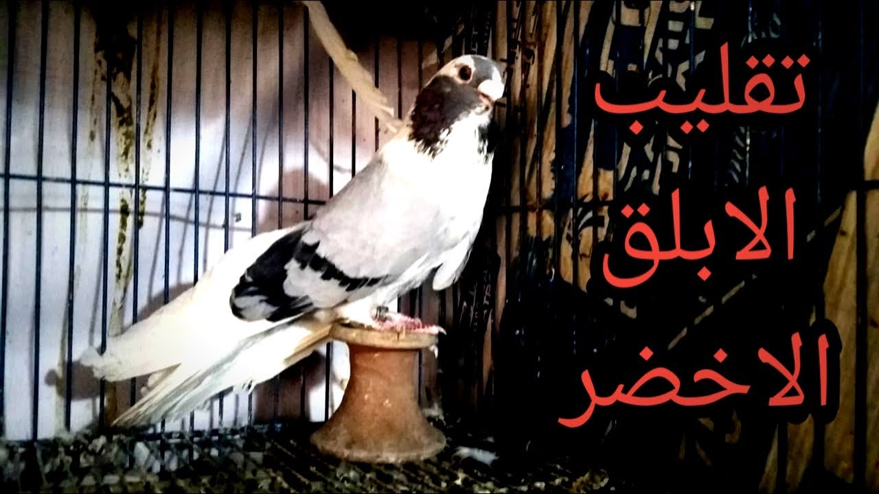 فرجه حمام غزار الابلق الاخضر/لطفى ابودرويش |غيه الحمام |رامى ابودشيش طنطا٢٠٢٢