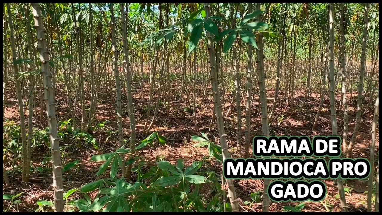 PORQUE NÃO DAMOS RAMA DE MANDIOCA PARA O GADO #gado  #pecuaria
