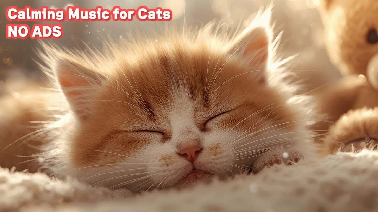 Baby Cats & Kitten Sleep Music 🐱 12 Hours No Ads - Cute Cats Purring Sleep Sounds