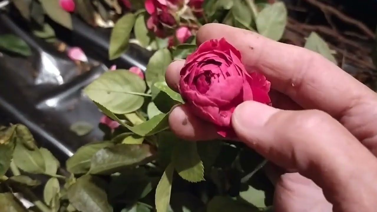 ТРОЯНДИ з Фейсбук/ Ростислав Шмаров/ Розпаковка📦🌹🌹🌹