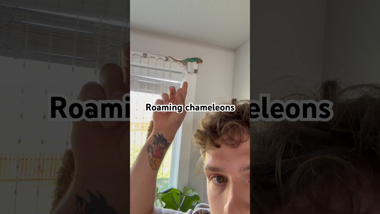 Shenron wants 90% exploration 10% cage, Porunga is 50-50 and Icarus 80-20 #chameleon #alixandstephen