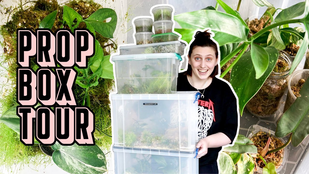 what's I'm propagating right now 🌿 Prop Box Tour April 2023