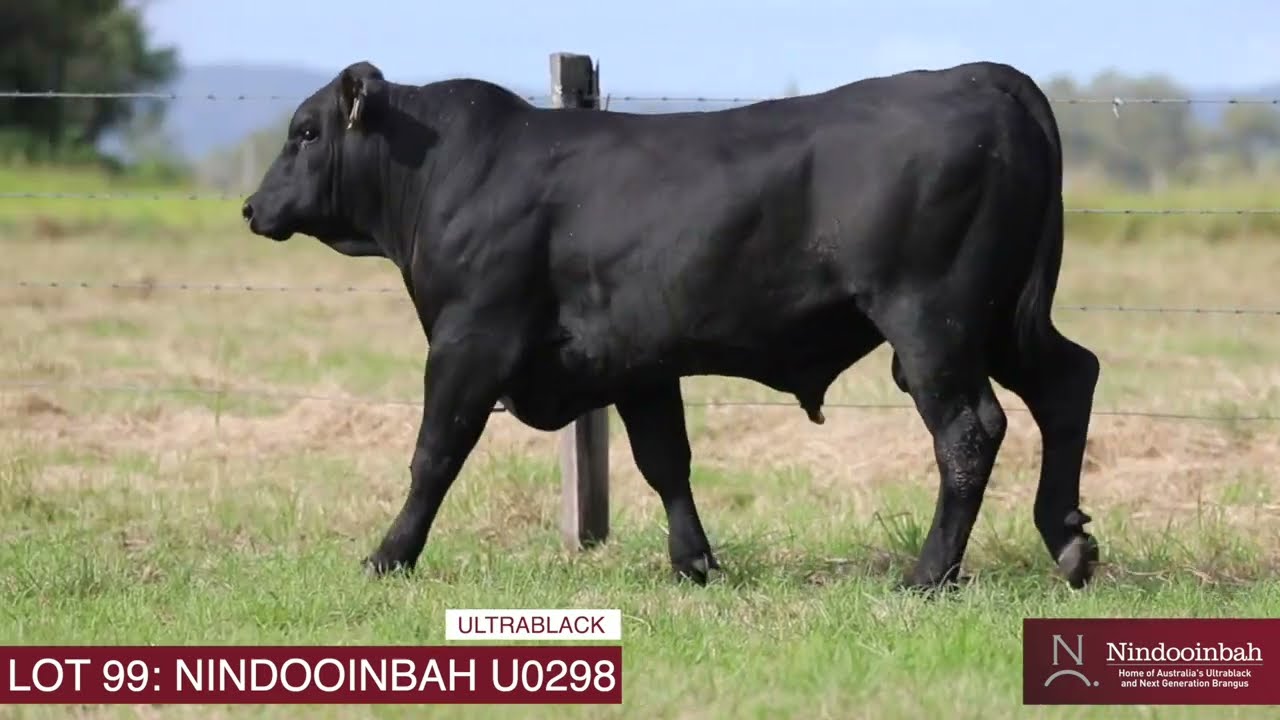 LOT 99: NINDOOINBAH 2025