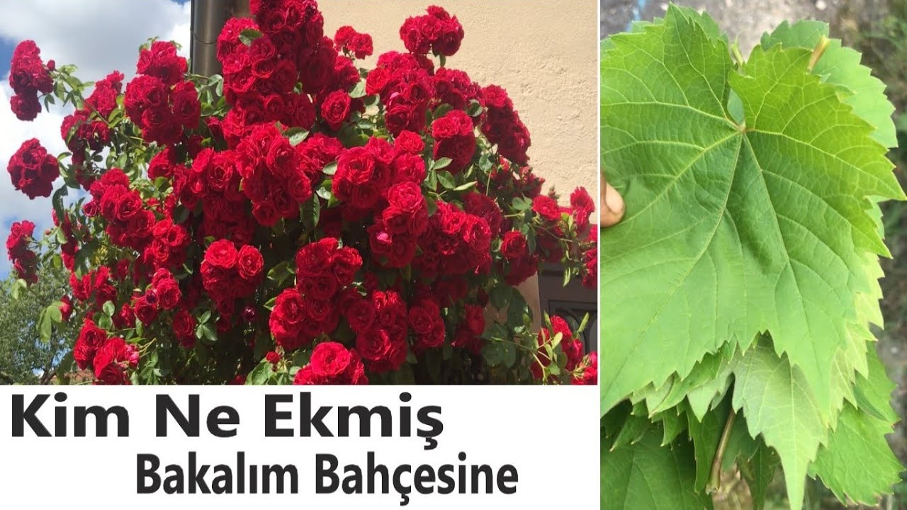 Süs Ada Çayı Salvia, Styrax, Güvey Feneri, Gül, Hanımeli, Süsen, Asma Bitkisi @herbloop